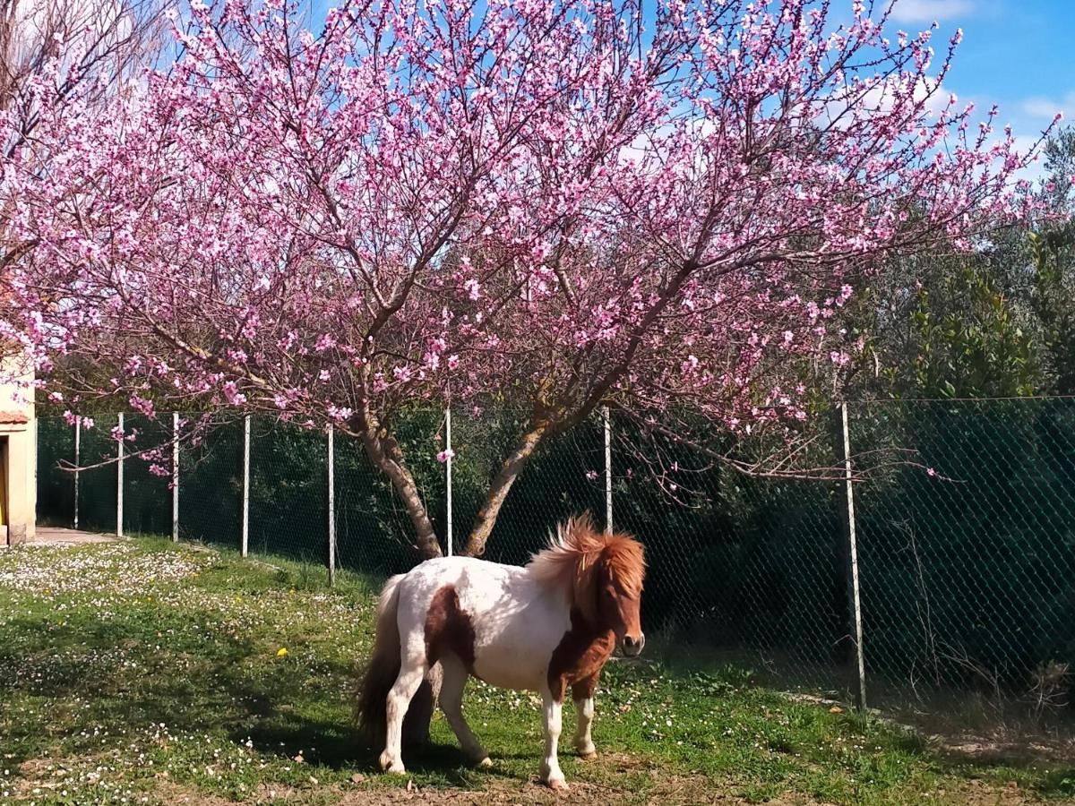 Agriturismo Lungo Albegna Manciano Extérieur photo